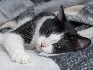 Hipotireoidismo em gatos: causas, sintomas e tratamento