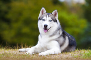 Qual é a diferença entre um malamute-do-alasca e um husky?
