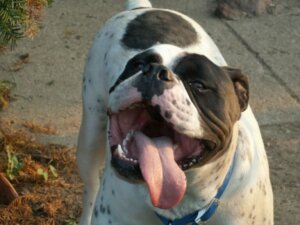 Tudo sobre o olde english bulldogge: esta raça de cachorro é ideal para você?