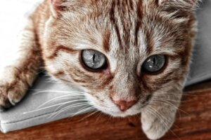 7 imagens de gatos fofos que você não pode perder