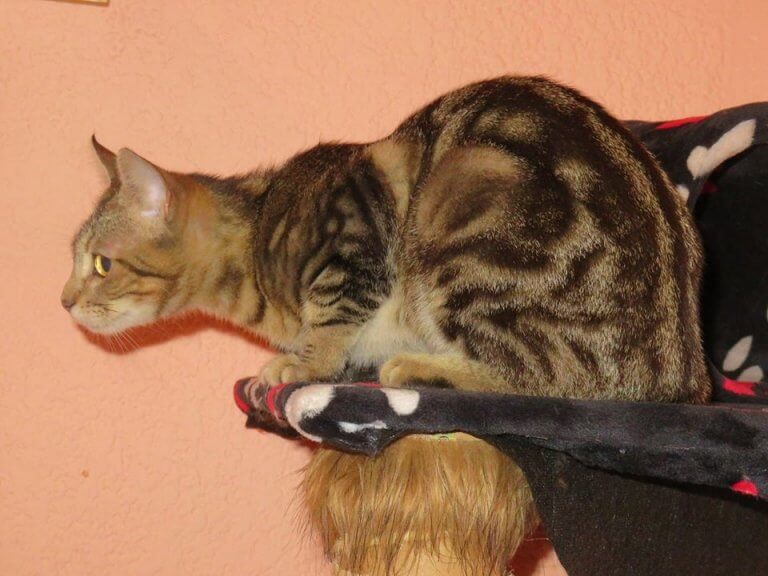 Gato Sokoke: tudo sobre esta raça