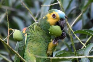Aves herbívoras: exemplos e características