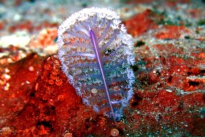 Penas do mar: características, habitat e alimentação