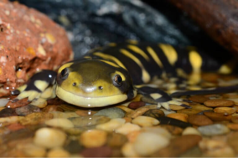 Tudo sobre a salamandra Ambystoma tigrinum