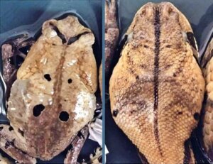 Conheça o sapo que pode imitar uma cobra