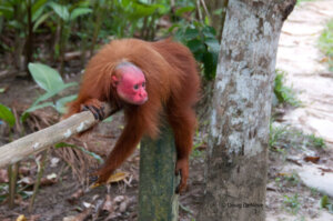 O uacari: habitat, características e reprodução