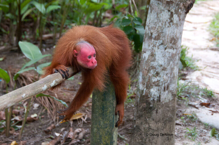 O uacari: habitat, características e reprodução