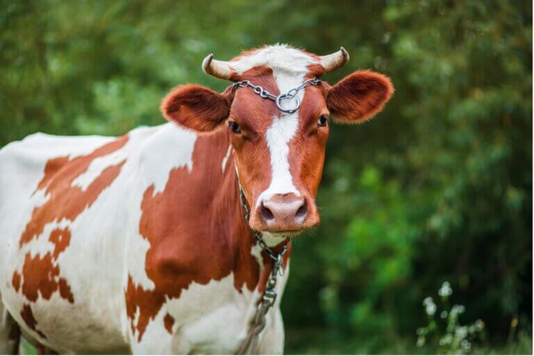 Bem-estar animal em vacas leiteiras