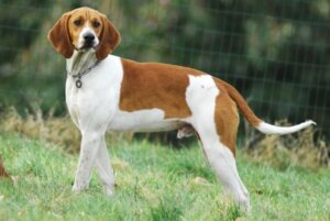 Conheça o anglo-français de petite vénerie