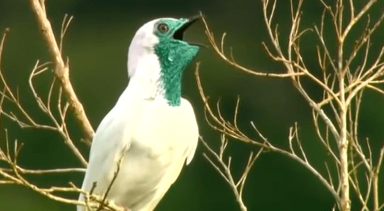 Araponga: características, habitat e curiosidades