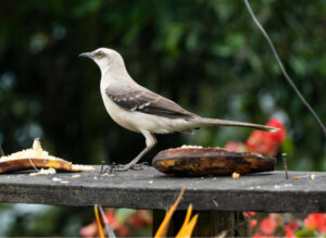 O maravilhoso canto do tordo-imitador
