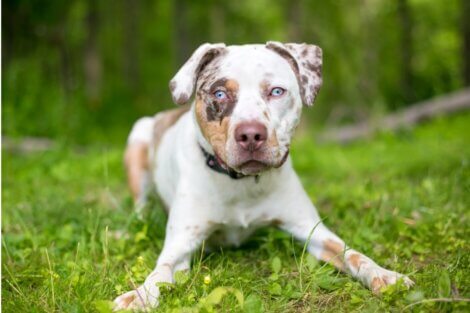 Os cães podem comer manga?