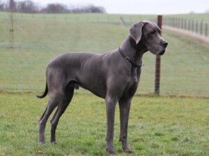 Qual é o maior cachorro do mundo?