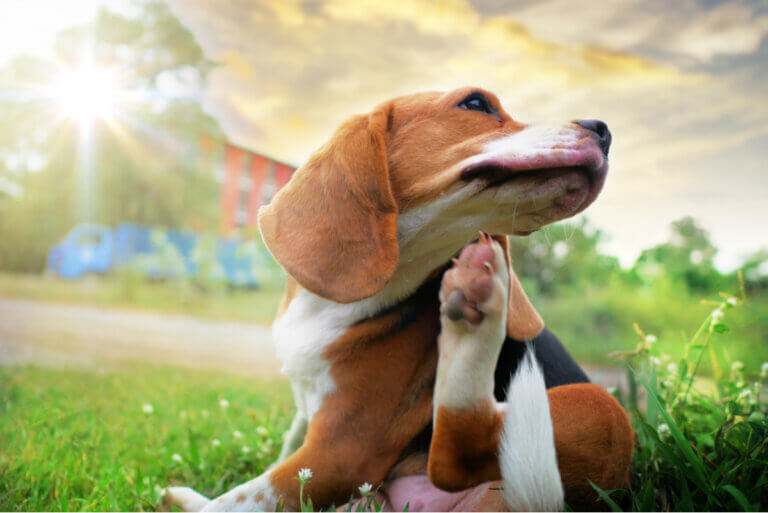 Seborreia canina: causas, tratamento e recomendações
