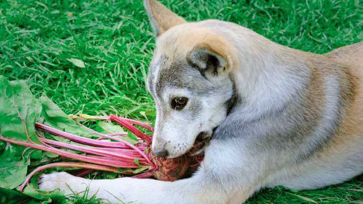 Os cães podem comer beterraba?