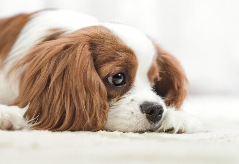 Os 9 melhores remédios de prisão de ventre para cães e filhotes