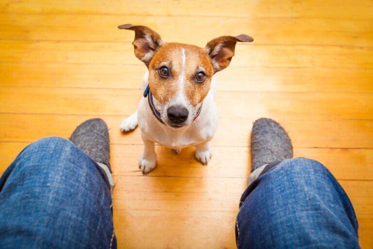 Tenho um cão possessivo: o que fazer?
