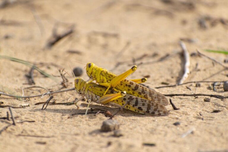 10 curiosidades dos gafanhotos