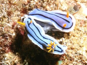 Saiba tudo sobre o Chromodoris lochi, um molusco muito estranho