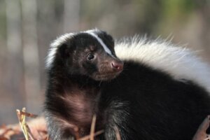 7 curiosidades sobre a doninha-fedorenta
