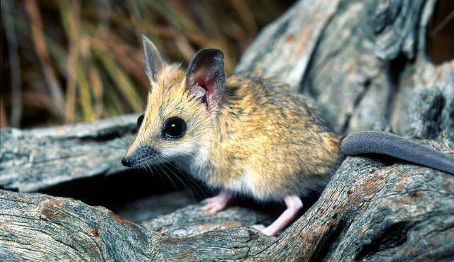 7 curiosidades sobre o dunnart