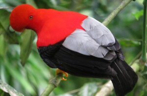 Tudo sobre o galo-da-serra-andino: habitat, reprodução e características