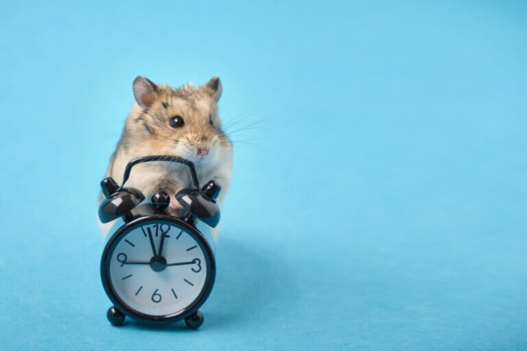 Quanto tempo vive um hamster?