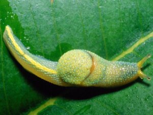 Saiba tudo sobre a espécie Ibycus rachelae