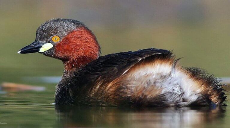 O mergulhão-de-alaotra