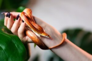 10 cobras pequenas e fáceis de cuidar (como animais de estimação)