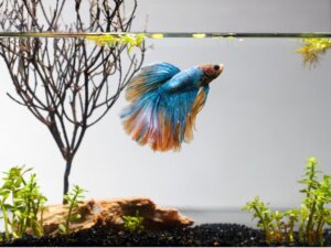 10 peixes para um aquário pequeno