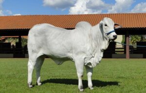 O zebu: habitat, características e reprodução