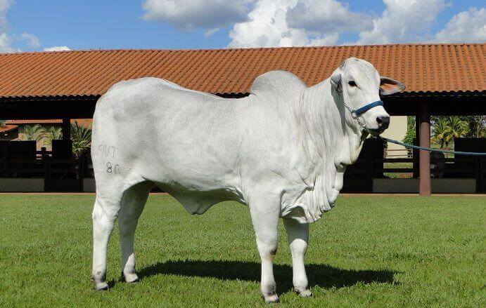 O zebu: habitat, características e reprodução