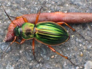 5 aspectos curiosos do Carabus auratus