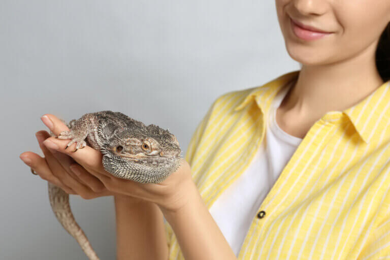 Como escolher seu primeiro lagarto? O que você deve levar em conta?