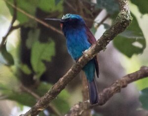 7 aspectos curiosos do abelharuco-de-cabeça-azul