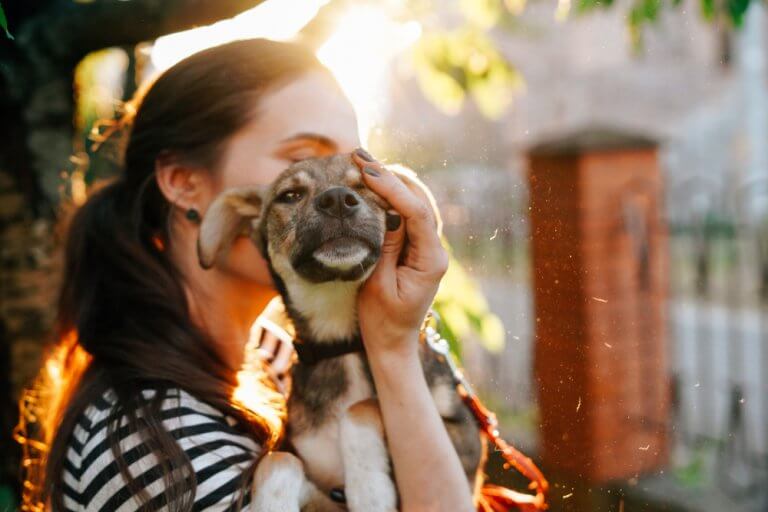 Recomendações ao adotar um cão adulto