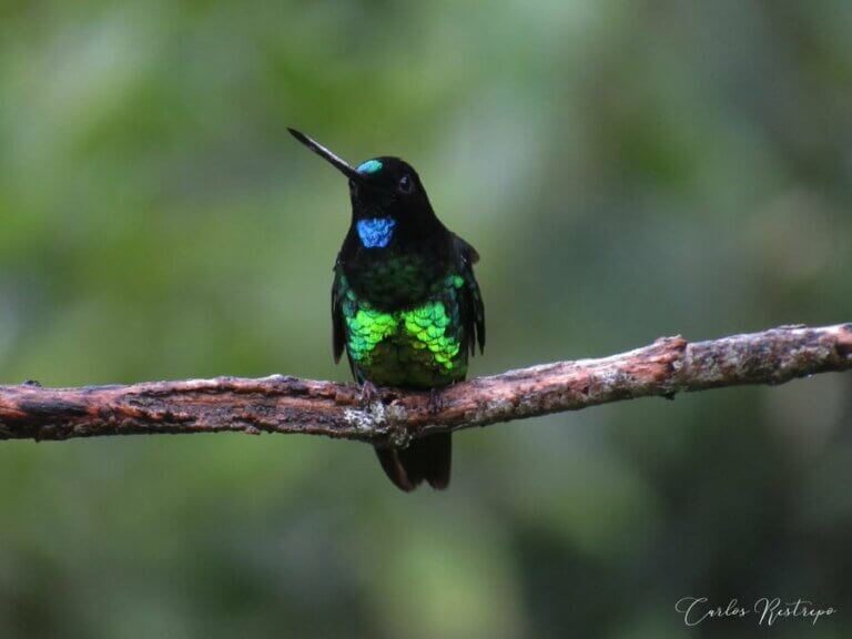5 aves colombianas em perigo de extinção