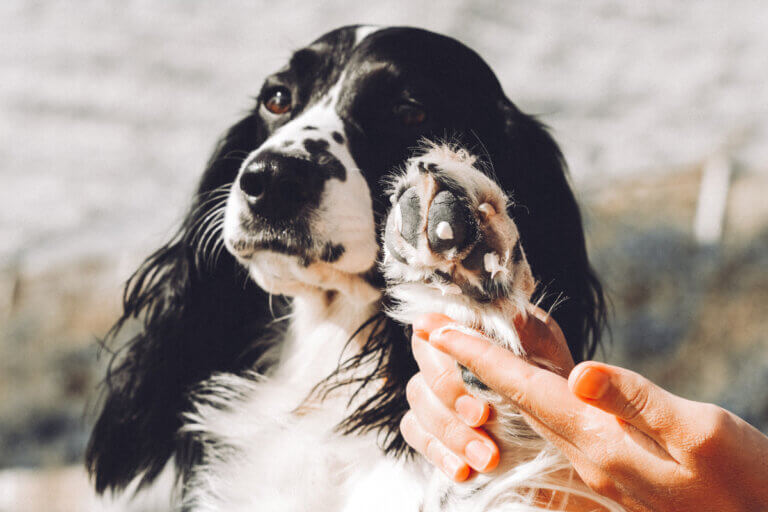 Cremes para aliviar a coceira em cães