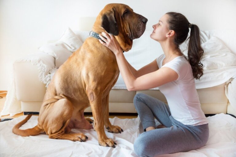 20 coisas comuns que podem matar seu cachorro
