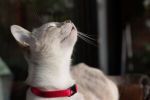 Curiosidades que você não sabia sobre o olfato dos gatos