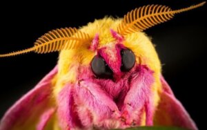 A mariposa Dryocampa rubicunda: habitat, características e reprodução