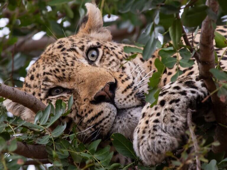 25 curiosidades sobre os felinos selvagens