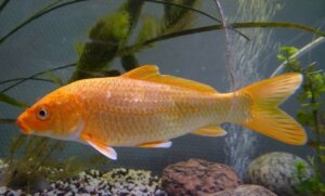 5 curiosidades sobre o piolho da carpa