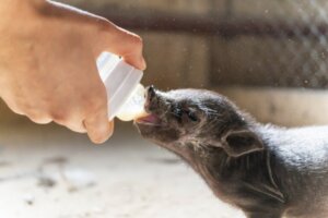 10 raças de porcos e suas características