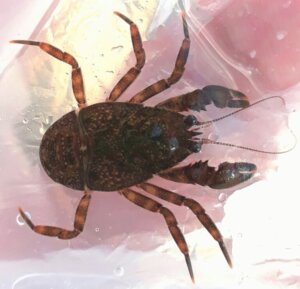 Pancora: habitat, características e reprodução