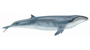 A baleia-franca-pigmeia: características, reprodução e curiosidades