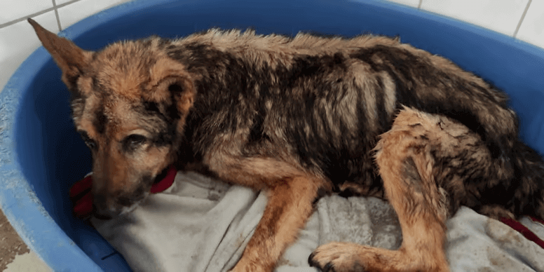 A história de Lucky: cachorrinho maltratado com final triste