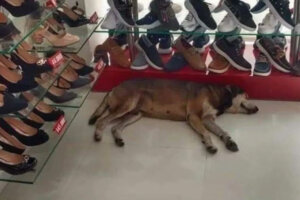 Funcionário se opõe a expulsar cachorro que se refugiou enquanto chovia