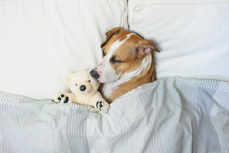 10 fatores que afetam o sono do seu cachorro